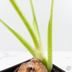 Philodendron warszewiczii albo variegated (wk29-UC) - Image 8