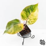 Philodendron Erubescens 'White Knight Aurea' (wk29-G)