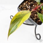 Philodendron Erubescens 'White Knight Aurea' (wk24-G) - Image 3