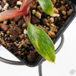 Philodendron Erubescens 'White Knight Aurea' (wk24-G) - Image 4