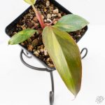 Philodendron Erubescens 'White Knight Aurea' (wk24-G) - Image 5
