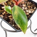 Philodendron Erubescens 'White Knight Aurea' (wk24-G) - Image 6