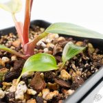 Philodendron Erubescens 'White Knight Aurea' (wk24-G) - Image 7