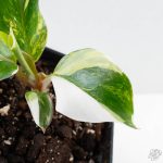 Philodendron Erubescens 'White Knight Aurea' (wk26-G) - Image 3