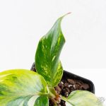Philodendron Erubescens 'White Knight Aurea' (wk26-G) - Image 4