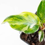 Philodendron Erubescens 'White Knight Aurea' (wk26-G) - Image 5