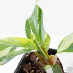 Philodendron Erubescens 'White Knight Aurea' (wk26-G) - Image 6