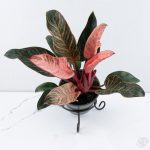Philodendron 'Birkin' Pink Variegated *Grower's Choice*