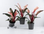 Philodendron 'Birkin' Pink Variegated *Grower's Choice* - Image 2