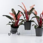 Philodendron 'Birkin' Pink Variegated *Grower's Choice* - Image 4
