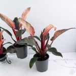 Philodendron 'Birkin' Pink Variegated *Grower's Choice* - Image 5