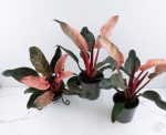 Philodendron 'Birkin' Pink Variegated *Grower's Choice* - Image 6