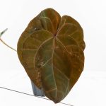 Anthurium DocBlock Purple Rain '27' x Lynette '18' by DocBlock® (wk30-F) - Image 2