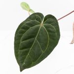 Anthurium DocBlock Purple Rain '27' x Lynette '18' by DocBlock® (wk30-F) - Image 3
