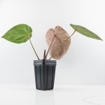 Anthurium DocBlock Purple Rain '27' x Lynette '18' by DocBlock® (wk30-F) - Image 4