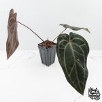 Anthurium Purple Rain '27' x Red Velvet Cake '24' by DocBlock® (wk27-H) - Image 2