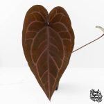 Anthurium Purple Rain '27' x Red Velvet Cake '24' by DocBlock® (wk27-H)