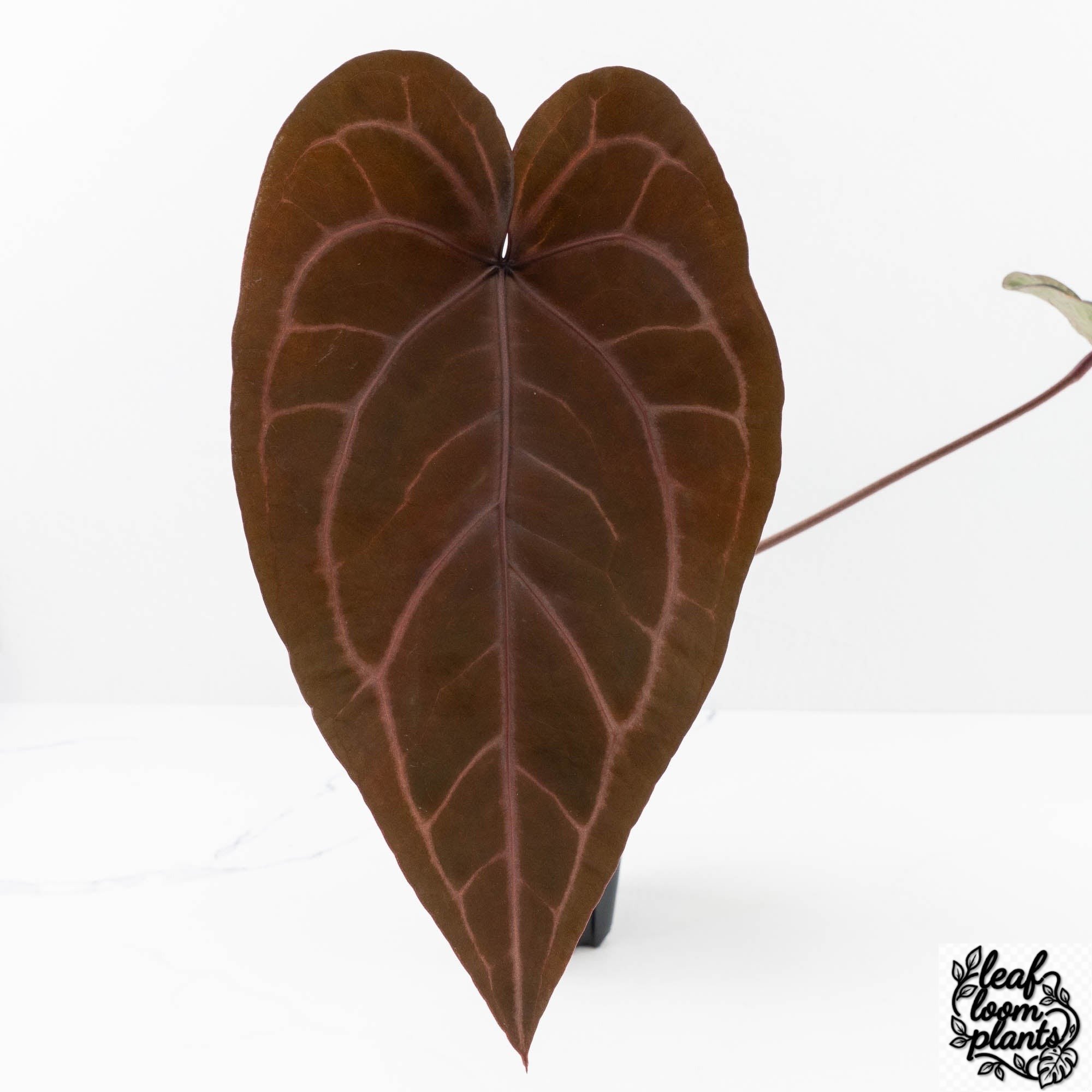 PurpleRain27xRedVelvetCake24-27H-3-2.jpg Clean Anthurium Purple Rain '27' x Red Velvet Cake '24' by DocBlock® (wk27-H) - Image 1