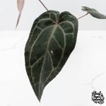 Anthurium Purple Rain '27' x Red Velvet Cake '24' by DocBlock® (wk27-H) - Image 4