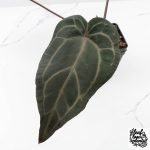 Anthurium Purple Rain '27' x Red Velvet Cake '24' by DocBlock® (wk27-H) - Image 5