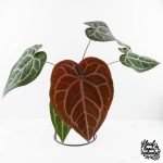 Anthurium Purple Rain '27' x Red Velvet Cake '24' by DocBlock® (wk28-D)