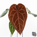 Anthurium Purple Rain '27' x Red Velvet Cake '24' by DocBlock® (wk28-D) - Image 2