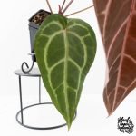 Anthurium Purple Rain '27' x Red Velvet Cake '24' by DocBlock® (wk28-D) - Image 3