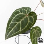 Anthurium Purple Rain '27' x Red Velvet Cake '24' by DocBlock® (wk28-D) - Image 4
