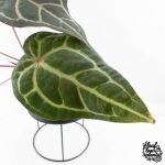 Anthurium Purple Rain '27' x Red Velvet Cake '24' by DocBlock® (wk28-D) - Image 5