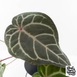Anthurium Purple Rain '27' x Red Velvet Cake '24' by DocBlock® (wk28-D) - Image 6