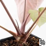 Anthurium Purple Rain '27' x Red Velvet Cake '24' by DocBlock® (wk28-D) - Image 7