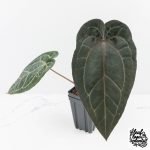 Anthurium Purple Rain '27' x Red Velvet Cake '24' by DocBlock® (wk29-B)
