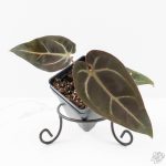 Anthurium Red Velvet Cake '24' x Dark & Handsome '9' by DocBlock®  (wk25-F) - Image 2