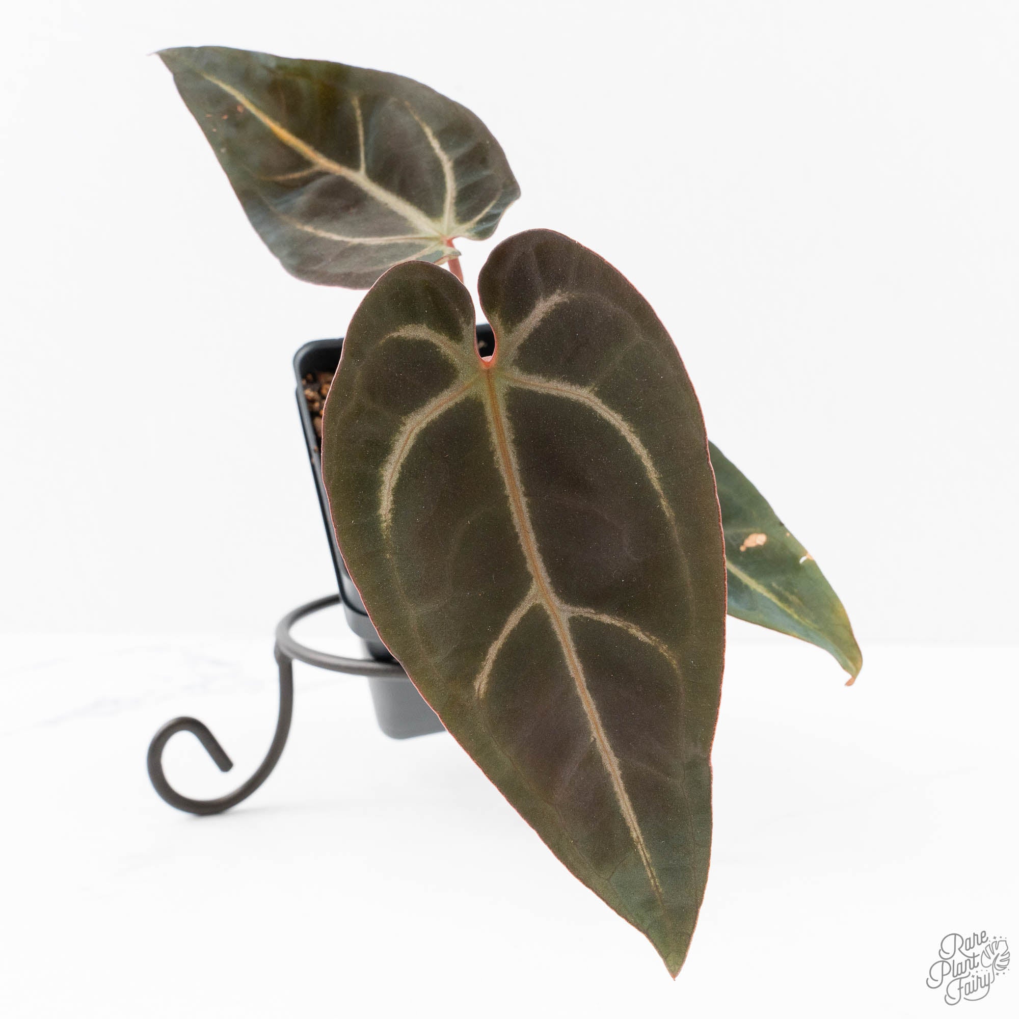 RedVelvetCake24xDark_Handsome9-25F-3-2.jpg Anthurium Red Velvet Cake '24' x Dark & Handsome '9' by DocBlock® (wk25-F) - Image 1