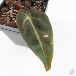 Anthurium Red Velvet Cake '24' x Dark & Handsome '9' by DocBlock®  (wk25-F) - Image 4