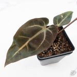 Anthurium Red Velvet Cake '24' x Dark & Handsome '9' by DocBlock®  (wk25-F) - Image 5