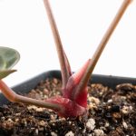 Anthurium Red Velvet Cake '24' x Dark & Handsome '9' by DocBlock®  (wk25-F) - Image 6