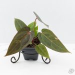 Variegated Anthurium Red Velvet Cake '24' x Dark & Handsome '9' by DocBlock®  (wk26-UL)