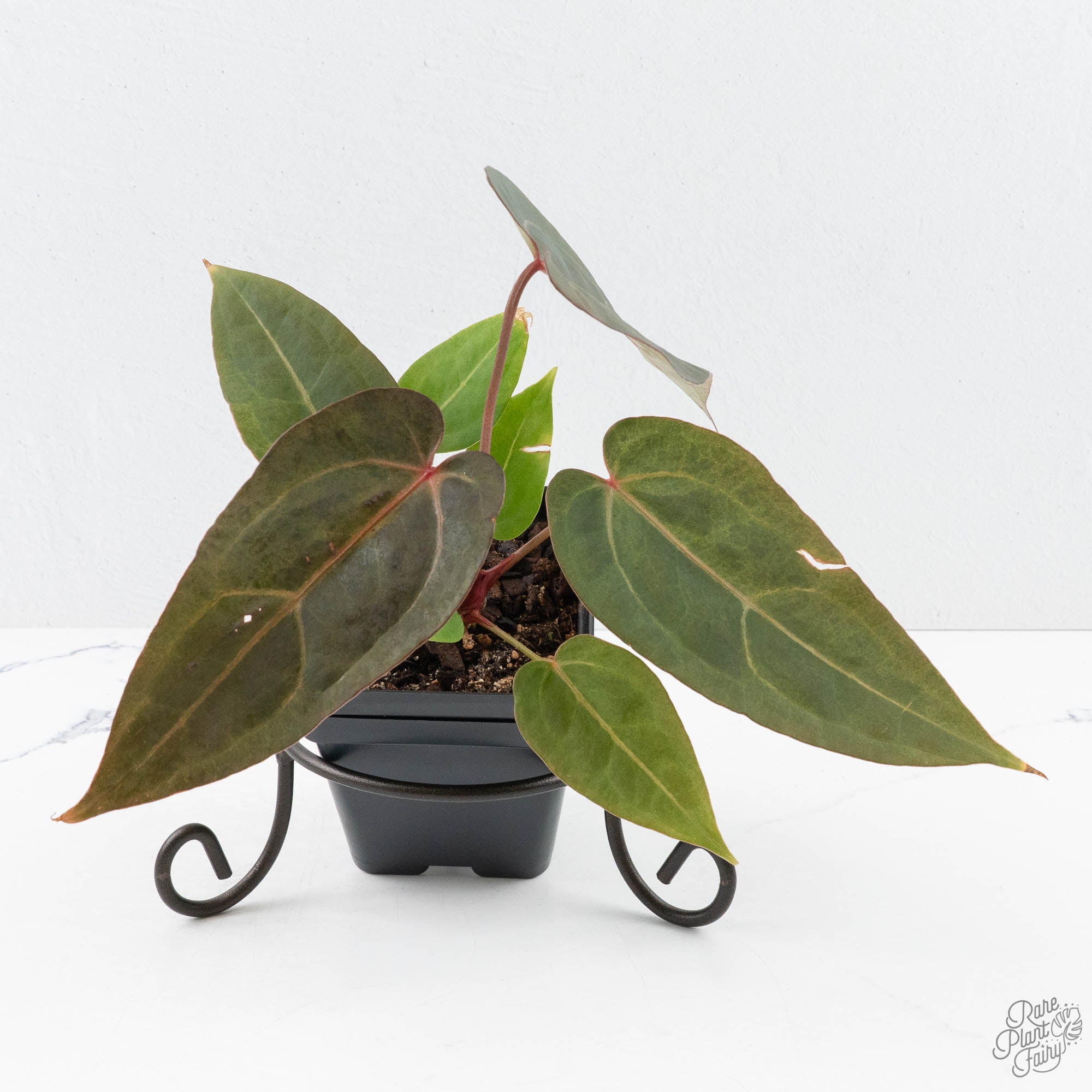 RedVelvetCake24xDark_Handsome9-26UL-2-2.jpg Variegated Anthurium Red Velvet Cake '24' x Dark & Handsome '9' by DocBlock® (wk26-UL) - Image 1
