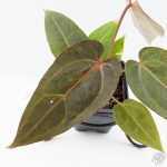 Variegated Anthurium Red Velvet Cake '24' x Dark & Handsome '9' by DocBlock®  (wk26-UL) - Image 3