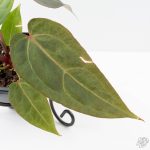 Variegated Anthurium Red Velvet Cake '24' x Dark & Handsome '9' by DocBlock®  (wk26-UL) - Image 4