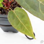 Variegated Anthurium Red Velvet Cake '24' x Dark & Handsome '9' by DocBlock®  (wk26-UL) - Image 5