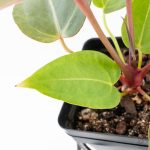 Variegated Anthurium Red Velvet Cake '24' x Dark & Handsome '9' by DocBlock®  (wk26-UL) - Image 6