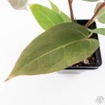 Variegated Anthurium Red Velvet Cake '24' x Dark & Handsome '9' by DocBlock®  (wk26-UL) - Image 7