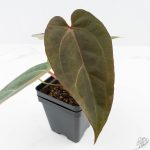 Variegated Anthurium Red Velvet Cake '24' x Dark & Handsome '9' by DocBlock®  (wk26-UL) - Image 8