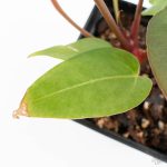 Variegated Anthurium Red Velvet Cake '24' x Dark & Handsome '9' by DocBlock®  (wk26-UL) - Image 9