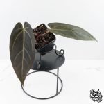 Anthurium Red Velvet Cake '24' x Dark & Handsome '9' by DocBlock®  (wk28-M) - Image 2