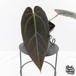 Anthurium Red Velvet Cake '24' x Dark & Handsome '9' by DocBlock®  (wk28-M)
