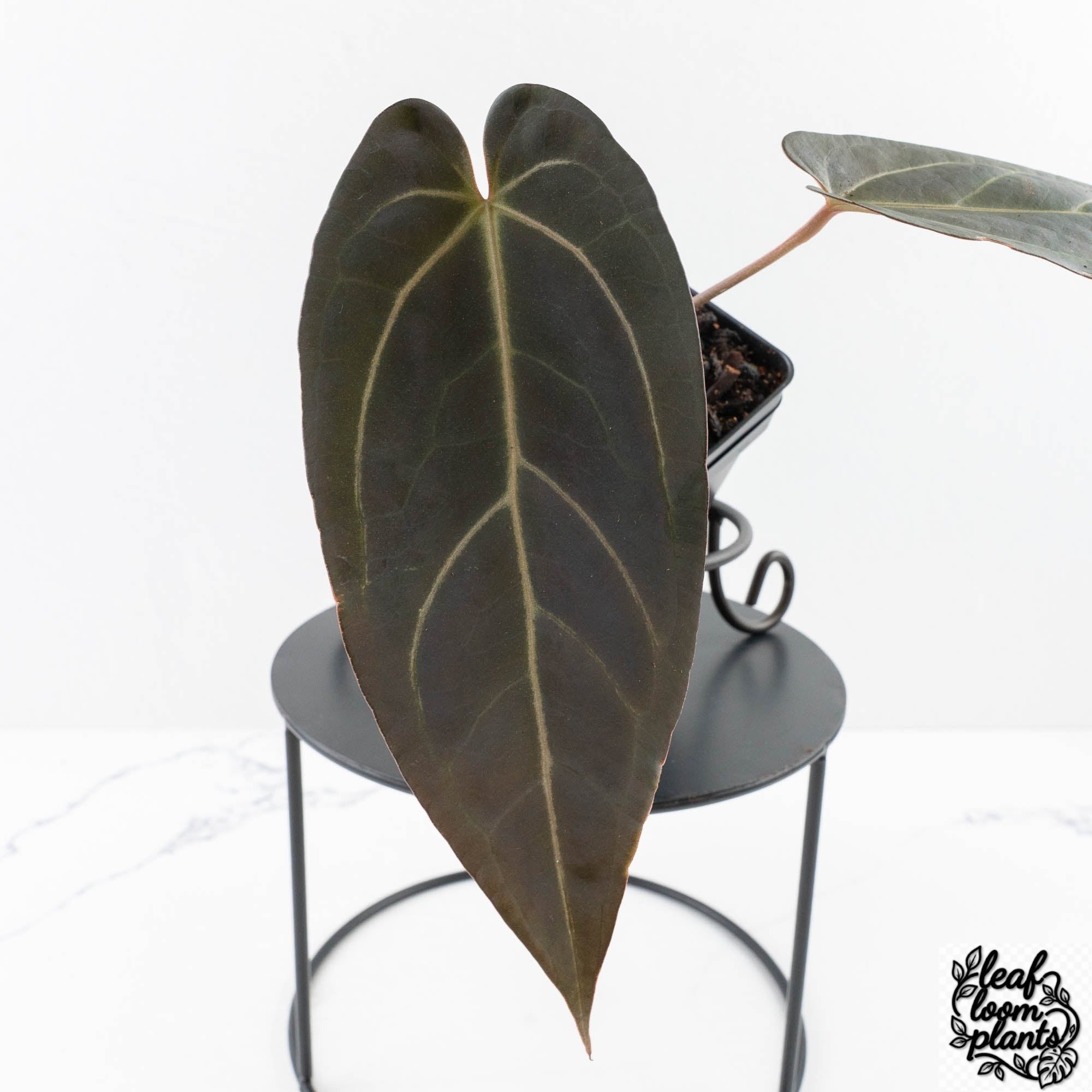 RedVelvetCake24xDark_Handsome9-28M-3-2.jpg Clean Anthurium Red Velvet Cake '24' x Dark & Handsome '9' by DocBlock® (wk28-M) - Image 1