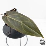 Anthurium Red Velvet Cake '24' x Dark & Handsome '9' by DocBlock®  (wk28-M) - Image 4